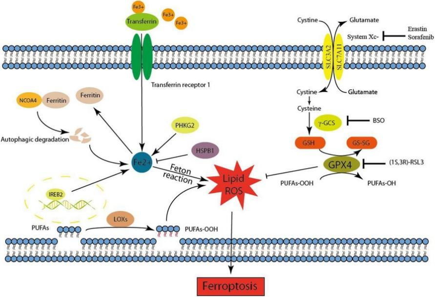 Ferroptosis mechanism of action